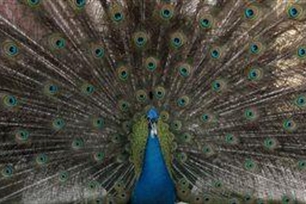 高视阔步的意思、造句、近义词