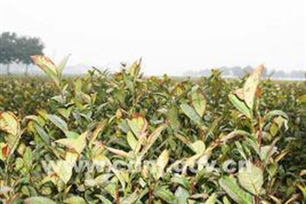 猖獗的意思、造句、近义词