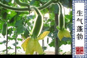 生气蓬勃的意思、造句、近义词