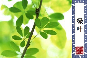 绿叶的意思、造句、反义词