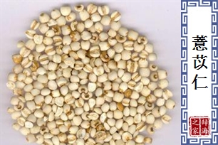 薏苡仁