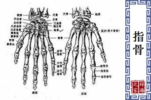 指骨