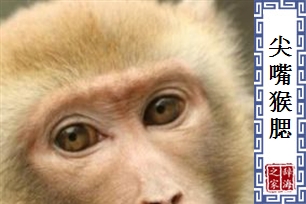 尖嘴猴腮