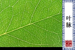 叶脉