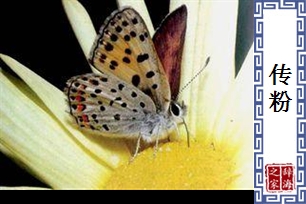 传粉