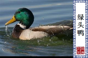 绿头鸭