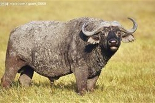 非洲水牛
