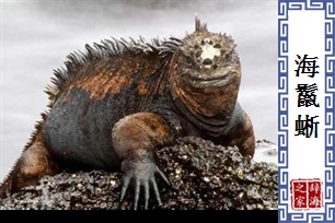 海鬣蜥