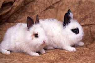 温顺的意思、造句、近义词