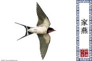 家燕