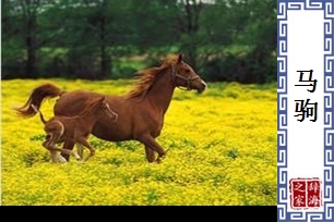 马驹