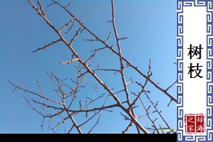 树枝