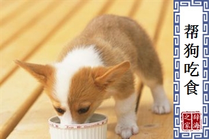帮狗吃食