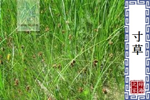 寸草