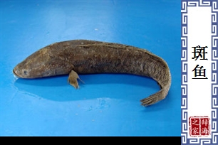 斑鱼
