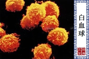 白血球