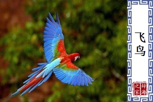 飞鸟