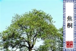 焦桐