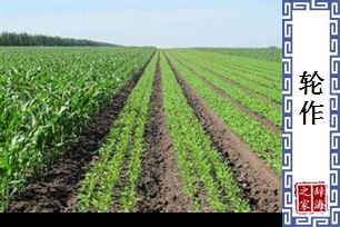 轮作