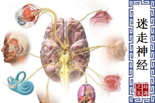 迷走神经