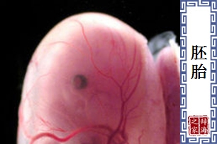 胚胎