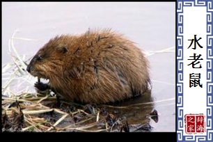 水老鼠
