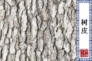 树皮