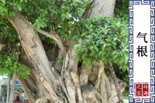 气根
