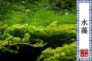 水藻
