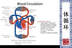 体循环