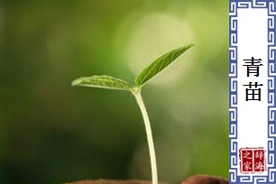 青苗