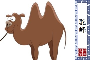 驼峰