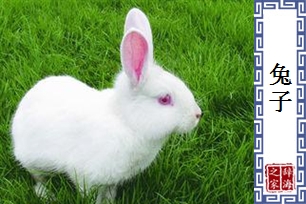 兔子