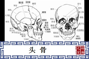 头骨