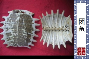 团鱼的意思、造句、近义词