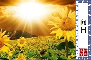向日