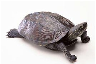 王八的意思、造句、近义词