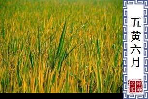 五黄六月