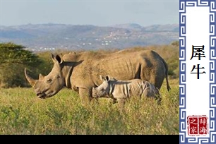 犀牛