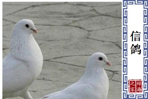 信鸽