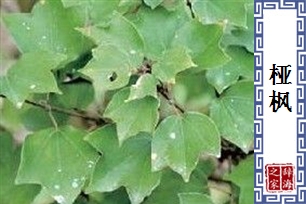 桠枫