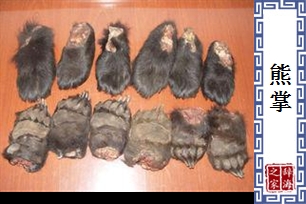熊掌