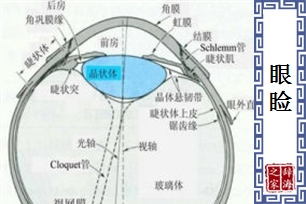 眼睑