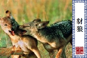 豺狼的意思、造句、近义词