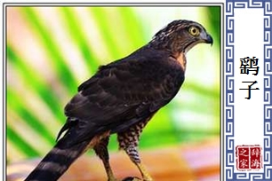 鹞子