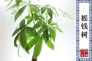 摇钱树