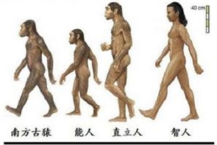 智人