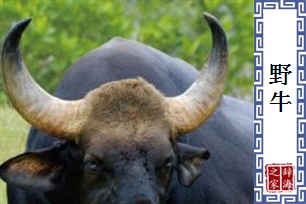 野牛