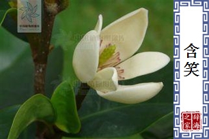 含笑的意思、造句、反义词