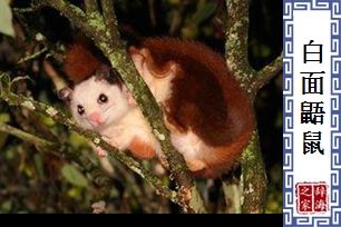 白面鼯鼠